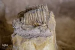 مراغه بهشت پستانداران ماقبل تاریخ‎‎