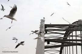پرندگان مهاجر، مهمان اهوازی‌ها
