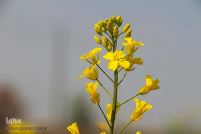 دشت کلزا، نقاشی زیبای طبیعت
