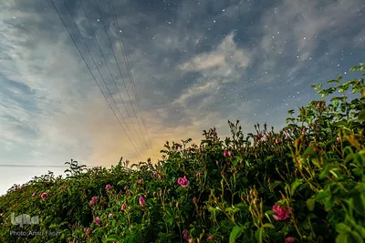 جشنواره گل محمدی در میمند فارس‎‎
