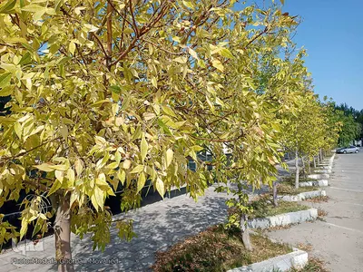 خودنمایی فصل خزان در اولین روزهای فصل پاییز