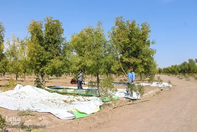 برداشت عناب در خراسان جنوبی