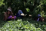 روزه‌داری با طعم توت فرنگی + عکس