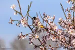 رویش شکوفه‌های زمستانی در شیراز
