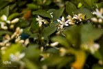 عطر بهار نارنج در شاهچراغ(ع)