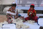 جشنواره ملی زرشک در خراسان جنوبی