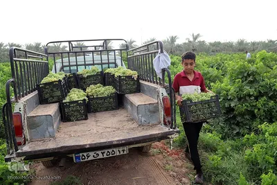 برداشت انگور از تاکستان غزاویه