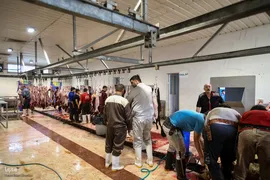 خرید و ذبح دام عید قربان در تهران