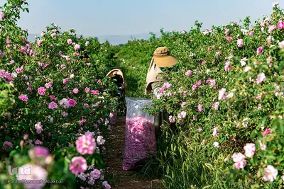 برداشت گل محمدی در گلستان‌های البرز