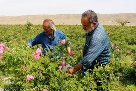 برداشت گل محمدی در بیرجند