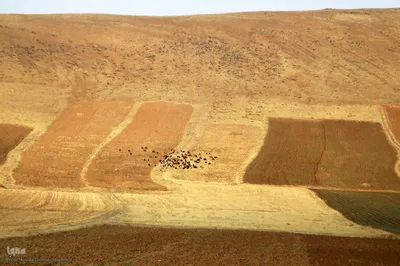 برداشت خوشه های طلایی - شهرستان اهر