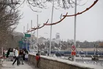 مرغان کاکایی‌؛ مهمانان زمستانی شیراز