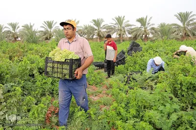 برداشت انگور از تاکستان غزاویه