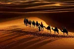 حضرت سکینه(س)؛ بانوی روایتگر کربلا و حافظه زنده عاشورا