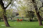 شکوفه های پیرترین درختان اهر