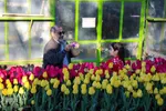 جشنواره گل‌های لاله در اراک