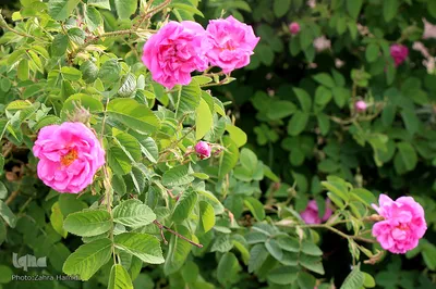 مزرعه فدک؛ موقوفه‌ای که عطر محمدی می‌گیرد