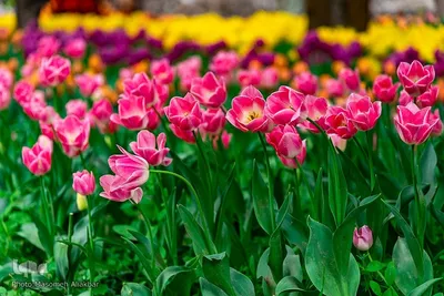 جشنواره لاله‌های آسارا‎‎