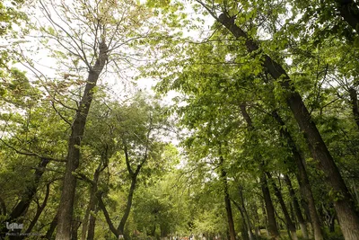 طبیعت بهاری تهران