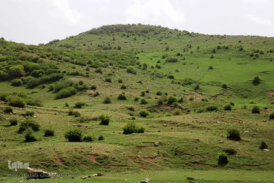 رهاسازی دو گونه ارزشمند و نادر حیات وحش منطقه ارسباران در ارتفاعات شهرستان اهر