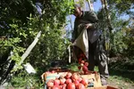 برداشت انارِ «قصردشت» شیراز‎