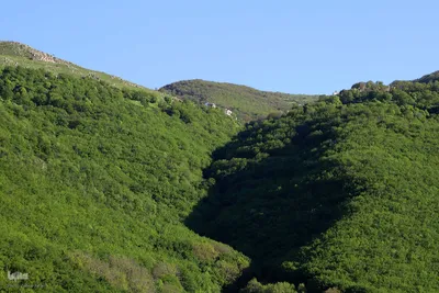 طبیعت تیر ماهی جنگل‌های ارسباران