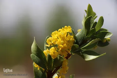 دانه‌های طلایی زرشک در کویر خراسان‌‌جنوبی