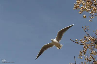 مرغان کاکایی‌؛ مهمانان زمستانی شیراز
