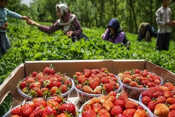 سومین جشنواره توت‌فرنگی در روستای شیان برگزار می‌شود