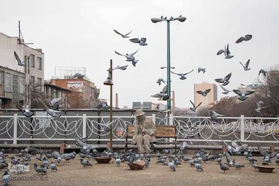 چهارراه کبوترها‎‎