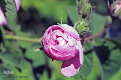 برداشت گل سرخ در خراسان جنوبی