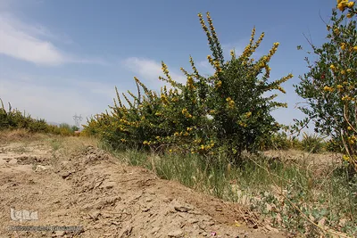 دانه‌های طلایی زرشک در کویر خراسان‌‌جنوبی