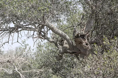 طبیعت صفر مرزی چابهار