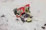 بارش برف در اهر