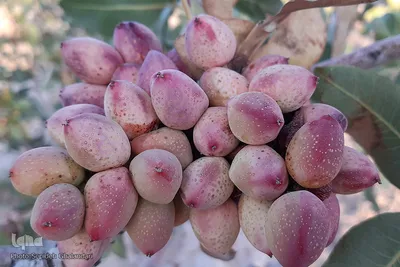 برداشت پسته در «اسفدن» خراسان جنوبی