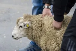 Fête du sacrifice à Bruxelles: l'abattage sans étourdissement n'est plus possible qu'à Anderlecht