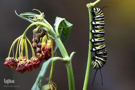 پروانه مونارک (شاه‌پروانه)