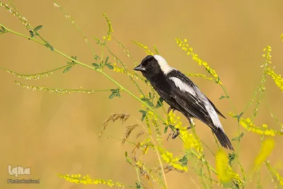 برگزیدگان دهمین دوره مسابقه سالانه عکاسی آئودوبن (گیاهان برای پرندگان)