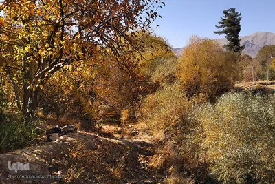 پاییز در باغ‌های بلوار شهید چمران شیراز‎‎