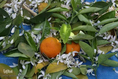بهار نارنج شیراز