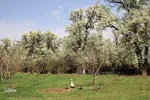 شکوفه های پیرترین درختان اهر