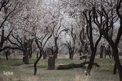 شکوفه‌های بهاری در باغستان سنتی قزوین