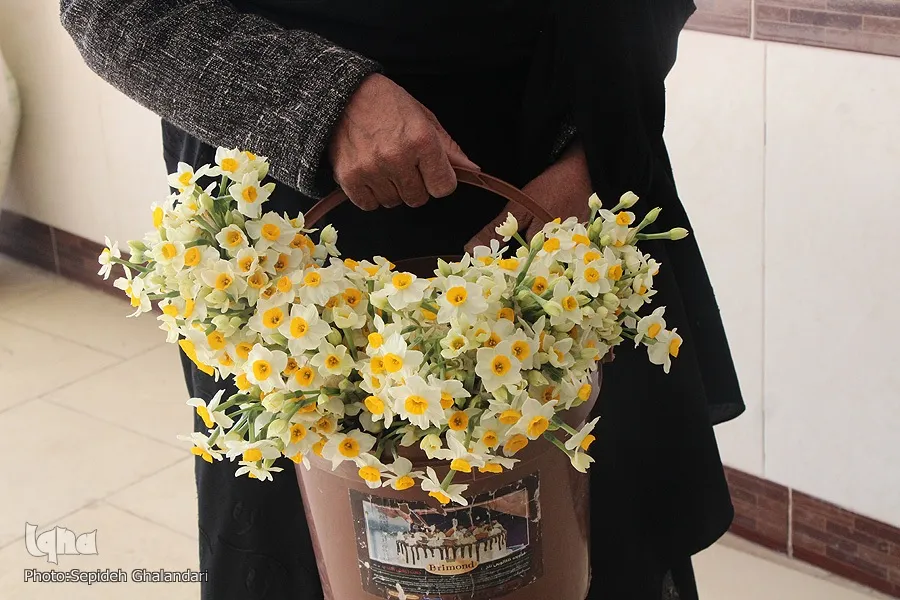 خواص گل نرگس در طب ایرانی و احادیث