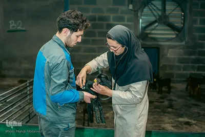 تولید ملی در صنعت دامپروری - قزوین