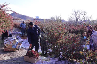 برداشت زرشک در خراسان‌جنوبی