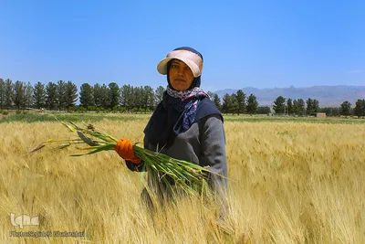 دستهای برکت در فصل درو

