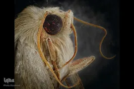 حشرات از نمای نزدیک
