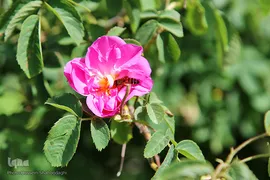 برداشت گل محمدی از مزارع موقوفه آستان مقدس حضرت معصومه(س)