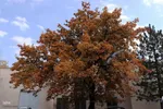 طبیعت پاییزی تبریز