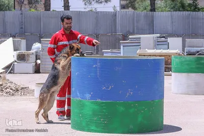 مرکز آموزش سگ‌های زنده‌یاب در شیراز‎‎